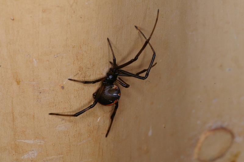 Latrodectus_hasselti_D3578_Z_88_Nyang Station_Australie.jpg